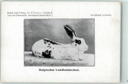 13937705 - Belgisches Landkaninchen AK - Other & Unclassified