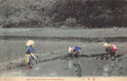 Japan - Women At Work In A Rice Field Removing Rice Shoots For Transplanting - Other & Unclassified
