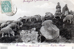 AGRICULTURE - Les Bèrgères Creusoises (Moutons) - Elevage