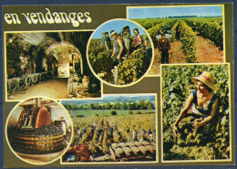 En Vendanges - Vigne