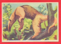 -- BISCOTTES HIRONDELLE / IMAGE N° 9  TAMANDUA  -- - Other & Unclassified