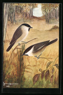 AK British Marsh And Willow Tit, British Birds  - Oiseaux