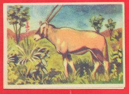 -- BISCOTTES HIRONDELLE / IMAGE N° 13  ANTILOPE LECHWE -- - Otros & Sin Clasificación