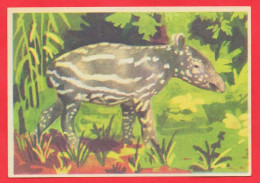 -- BISCOTTES HIRONDELLE / IMAGE N° 11  TAPIR  -- - Autres & Non Classés