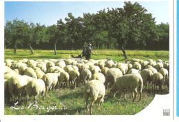 Métiers > Le Berger  CPM - Landbouwers
