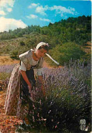 Folklore - Costumes - Provence - Cueillette De La Lavande - CPM - Voir Scans Recto-Verso - Costumes