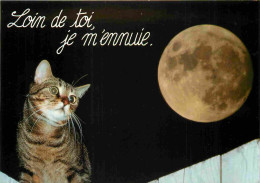 Animaux - Chats - Carte à Message - CPM - Voir Scans Recto-Verso - Cats