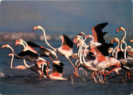 Oiseaux - Flamants Roses - Camargue - Flamingos - CPM - Voir Scans Recto-Verso - Vogels