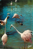 Oiseaux - Flamants Roses - Camargue - Flamingos - CPM - Voir Scans Recto-Verso - Vogels