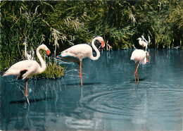 Oiseaux - Flamants Roses - Camargue - Flamingos - CPSM Grand Format - Voir Scans Recto-Verso - Vogels