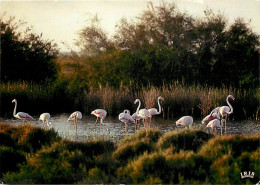 Oiseaux - Flamants Roses - Camargue - Flamingos - CPM - Voir Scans Recto-Verso - Oiseaux