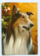 Y6027/ Hunde Collie AK - Dogs