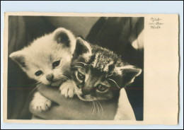 Y3313/ Katzen Schöne Foto AK 1938 - Cats