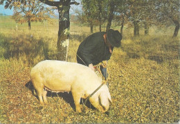 CPM    Chercheur De Truffes  Avec Cochon   Oblitérée Le 26-8-1987 - Kunsthandwerk