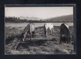 (24/04/24) NORVEGE-CPSM RONDANE - Norwegen