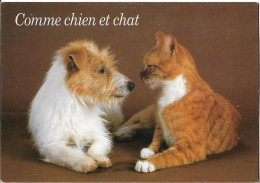 CHAT - Chat Et Chien - Comme Chien Et Chat - Gatti