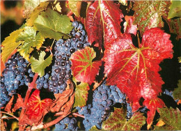 Vignes - Les Vendanges De Boisset - Raisins - CPM - Carte Neuve - Voir Scans Recto-Verso - Weinberge