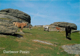 Animaux - Chevaux - Royaume-Uni - Dartmoor Ponies - Poneys - Carte Neuve - CPM - UK - Voir Scans Recto-Verso - Pferde