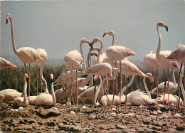 Oiseaux - Flamants Roses - Flamingos - CPM - Voir Scans Recto-Verso - Vogels