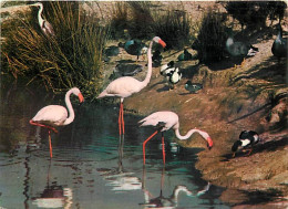 Oiseaux - Flamants Roses - Camargue - Flamingos - CPM - Voir Scans Recto-Verso - Vogels