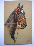 Cheval / Paard / Horse - Caballos