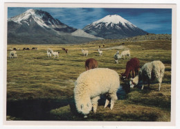 AK 214622 CHILE - Lamas Und Alcpacas Im Andenhochland - Im Hintergrund Die Vulkane Pomerape Und Parinacota - Cile