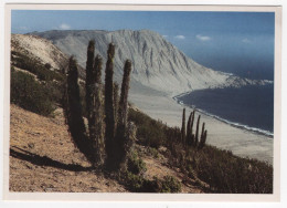 AK 214624 CHILE - Pazifikküste Im Nationalpark Pan De Azúcar - Atacama - Cile