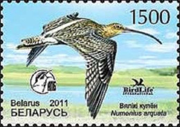 2011 873 Belarus Bird Of The Year - Eurasian Curlew MNH - Bielorussia