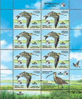 2011 873 Belarus Bird Of The Year - Eurasian Curlew MNH - Belarus