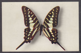 122728/ Papilio Antheus (Afrique) - Butterflies