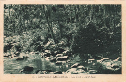 NOUVELLE CALEDONIE - Une Forêt à Saint Louis - Carte Postale Ancienne - Nuova Caledonia