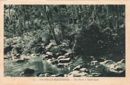 NOUVELLE CALEDONIE - Une Forêt à Saint Louis - Carte Postale Ancienne - Neukaledonien