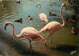 Oiseaux - Flamants Roses - Camargue - Flamingos - CPM - Voir Scans Recto-Verso - Vögel