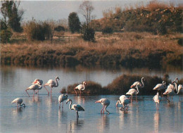 Oiseaux - Flamants Roses - Hyères Les Palmiers - Les Flamants Dans Les Marais Salants - Flamingos - CPM - Voir Scans Rec - Vogels