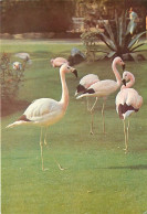 Oiseaux - Flamants Roses - Flamingos - CPM - Voir Scans Recto-Verso - Vogels