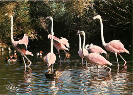 Oiseaux - Flamants Roses - Camargue - Flamingos - CPM - Voir Scans Recto-Verso - Uccelli