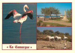 Oiseaux - Flamants Roses - Camargue - Flamingos - CPM - Voir Scans Recto-Verso - Uccelli