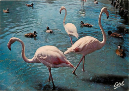Oiseaux - Flamants Roses - Camargue - Flamingos - CPM - Voir Scans Recto-Verso - Vogels