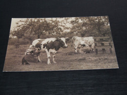 75000-  ZEELAND, ZUID-BEVELAND - MELKTIJD  / KOEIEN / COWS / KÜHE / VACHES - Kühe