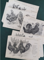 Lot De 20 Cartes Coq Et Poules , Illustrations Du Journal "l'acclimatation" , Rue Du Bac , Paris - Colecciones Y Lotes