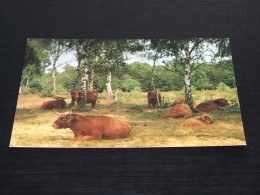 75009-     MARTIN KERS, IMBOS, GELDERLAND - KOEIEN / COWS / KÜHE / VACHES - Cows