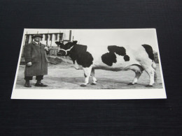 75015-   JOODSE VEEHANDELAAR CA. 1920 - JEWISH HISTORICAL MUSEUM - KOEIEN / COWS / KÜHE / VACHES - Koeien