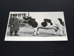 75015-   JOODSE VEEHANDELAAR CA. 1920 - JEWISH HISTORICAL MUSEUM - KOEIEN / COWS / KÜHE / VACHES - Vacas