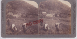 Fixe Stereoview Olden Norway Norvège Moissons - Stereoscopic