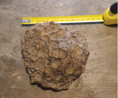 Joli Fossile De Corail Hexanogaria - Environ 350 Millions D'années - Fossiles