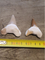Lot De Deux Dents De Requins Fossilisées - Fossile - Lot Of 2 Fossilized Shark Teeth - Fossil - Fósiles