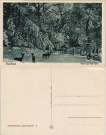 Ansichtskarte  Rauhfrost Motiv Aus Dem Harz, Tiere Im Wald 1910 - Non Classificati
