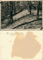 Danzig Gdańsk/Gduńsk Waldpartie, Oberhofgebäude 1926 Privatfoto Foto - Danzig