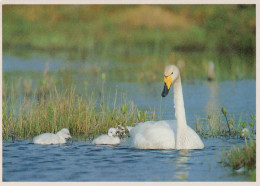 BIRD Animals Vintage Postcard CPSM #PAM720.GB - Oiseaux