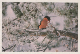 BIRD Animals Vintage Postcard CPSM #PAM655.GB - Oiseaux